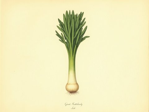 Leek