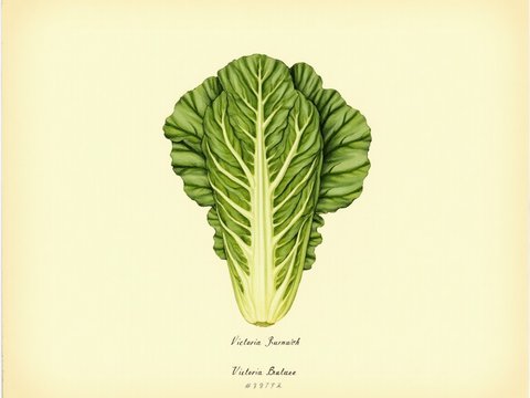 Lettuce