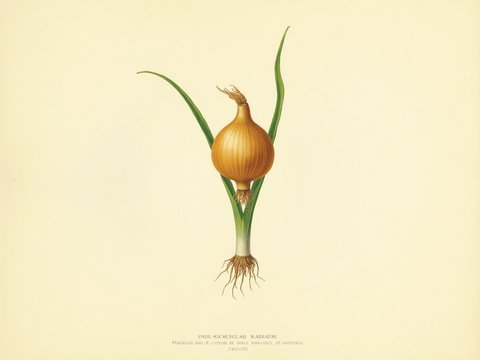 Onion